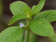Spermacoce alata