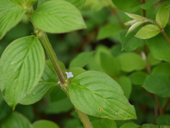 Spermacoce alata