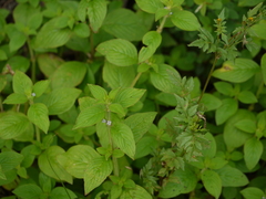 Spermacoce alata