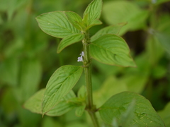 Spermacoce alata