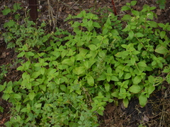Spermacoce alata