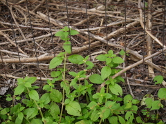Spermacoce alata