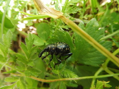 Liparus glabrirostris