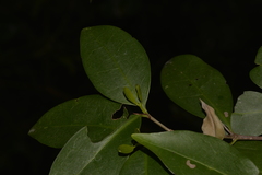 Cyclophyllum longipetalum