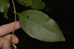 Cyclophyllum longipetalum