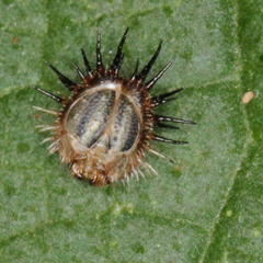Pseudacraea lucretia expansa