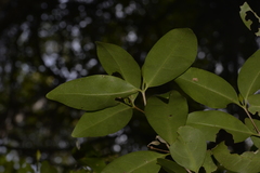 Cyclophyllum longipetalum