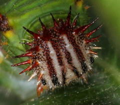 Pseudacraea lucretia expansa