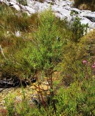 Empleurum unicapsulare