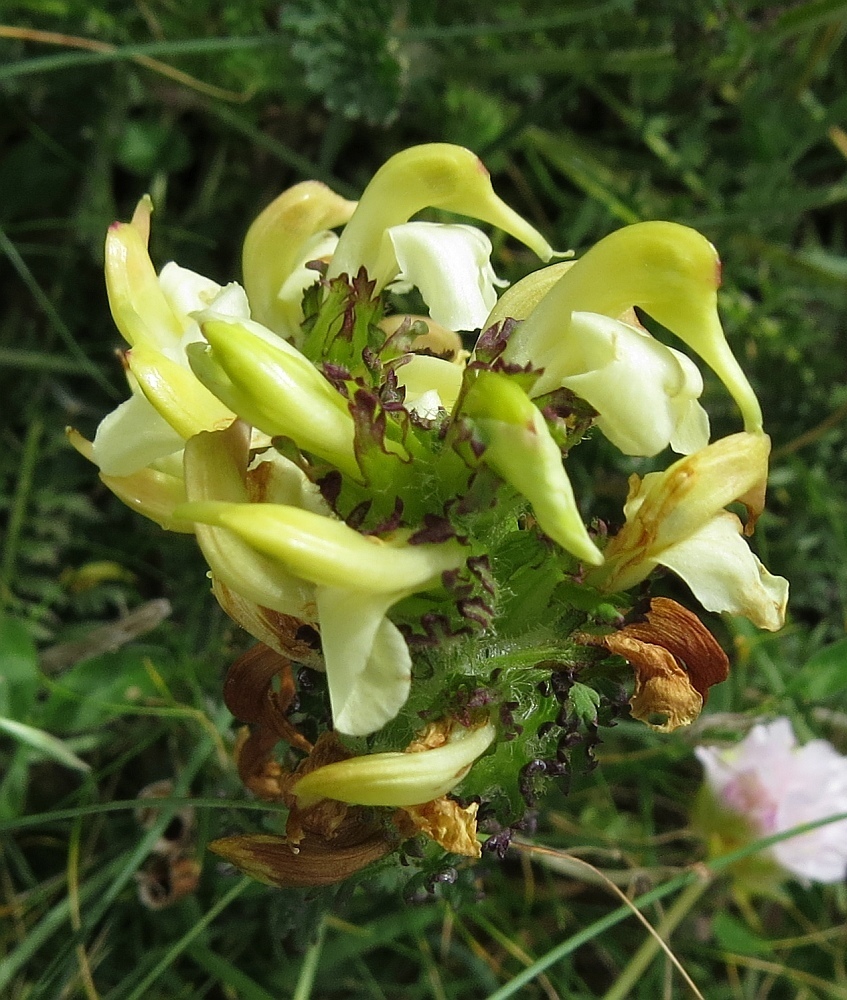 long-beaked yellow lousewort