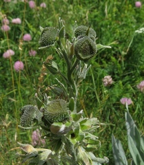 Cynoglossum magellense
