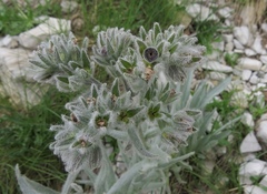 Cynoglossum magellense