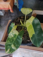 Philodendron burle-marxii