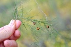 Asparagus exuvialis