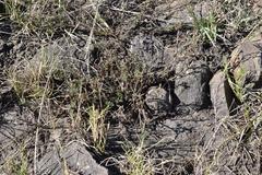 Senecio achilleifolius