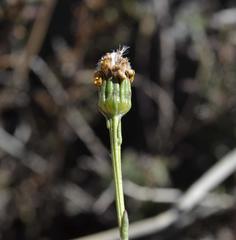 Senecio achilleifolius