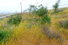 Asparagus exuvialis