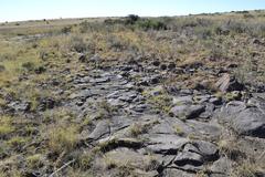 Senecio achilleifolius
