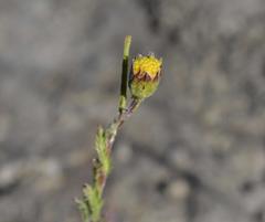 Senecio achilleifolius