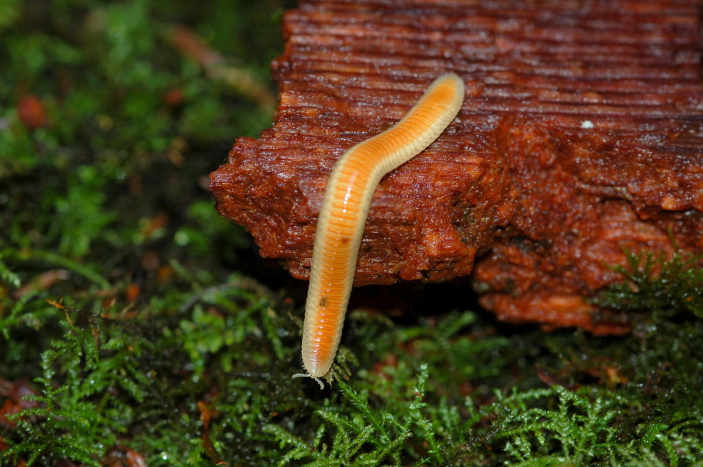 Polyzoniidae