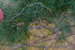 Asparagus exuvialis