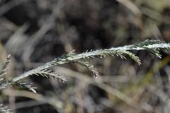 Senecio achilleifolius
