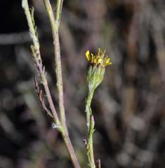 Senecio achilleifolius