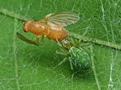 Nigma walckenaeri