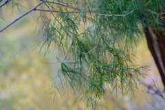 Asparagus exuvialis