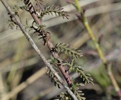 Senecio achilleifolius