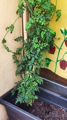 Jasminum officinale
