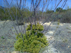Leucadendron corymbosum