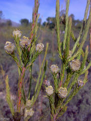Leucadendron corymbosum