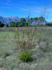 Leucadendron corymbosum