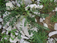 Astragalus depressus