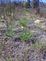 Leucadendron corymbosum