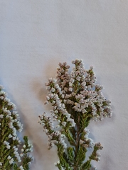 Erica setacea