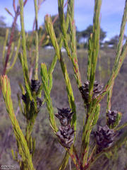 Leucadendron corymbosum