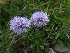 Globularia meridionalis
