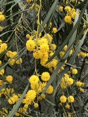 Acacia saligna