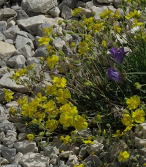 Helianthemum oelandicum