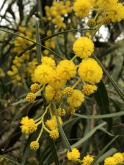Acacia saligna