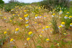 Foveolina tenella