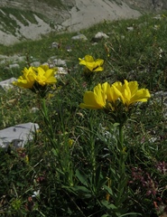 Linum capitatum