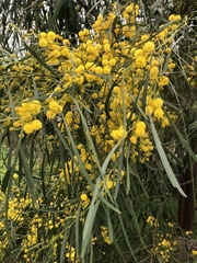 Acacia saligna