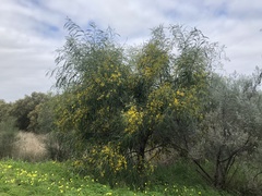 Acacia saligna