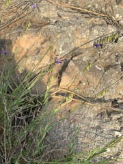 Polygala producta