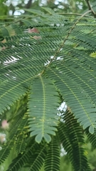 Albizia julibrissin