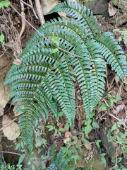 Dryopteris championii