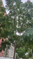 Albizia julibrissin